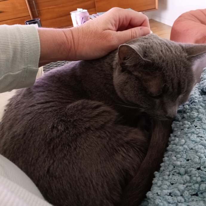 Reliable Solo Female Cat Lover