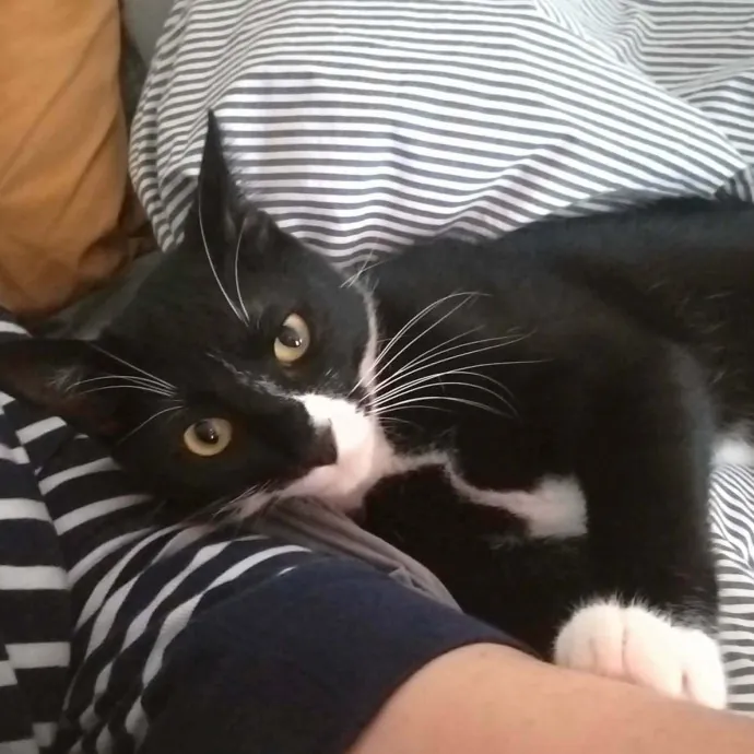 Reliable Solo Female Cat Lover photo 3