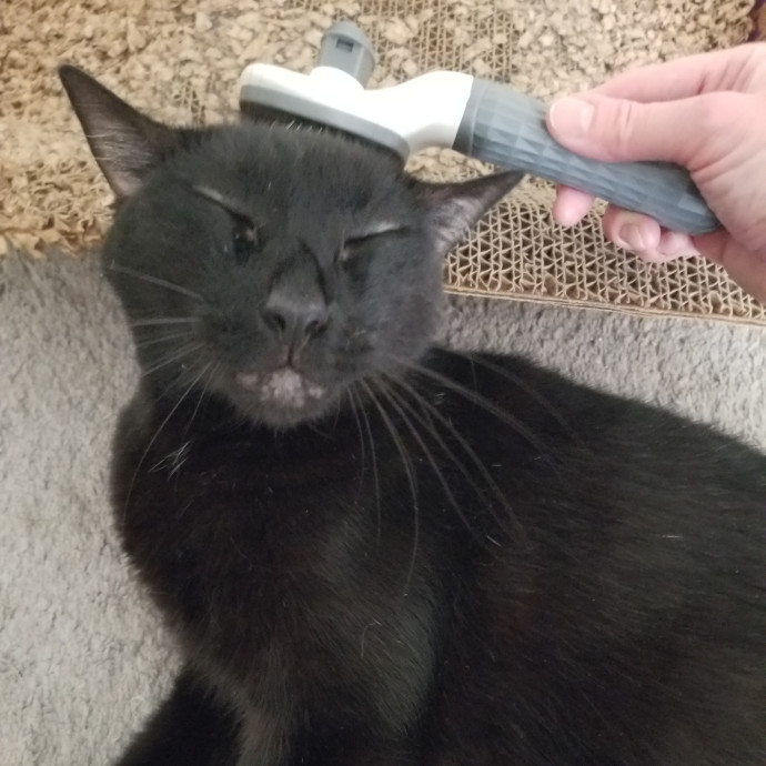 Reliable Solo Female Cat Lover