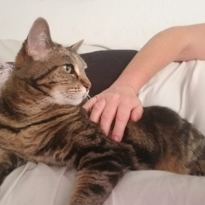 Reliable Solo Female Cat Lover photo 2
