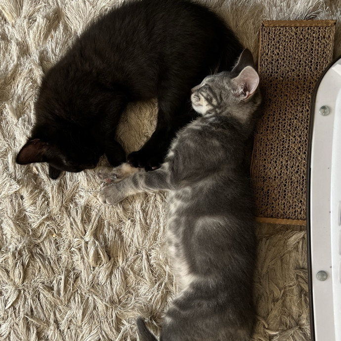 Caring For Cats Uptown While You're Out Of Town