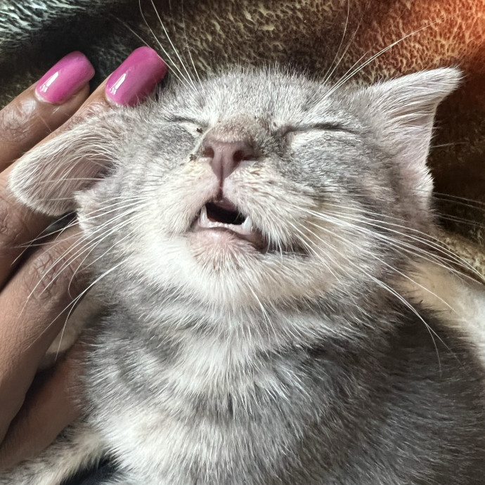 Caring For Cats Uptown While You're Out Of Town