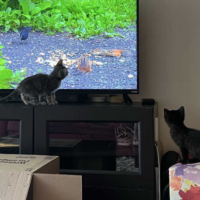 Caring For Cats Uptown While You're Out Of Town