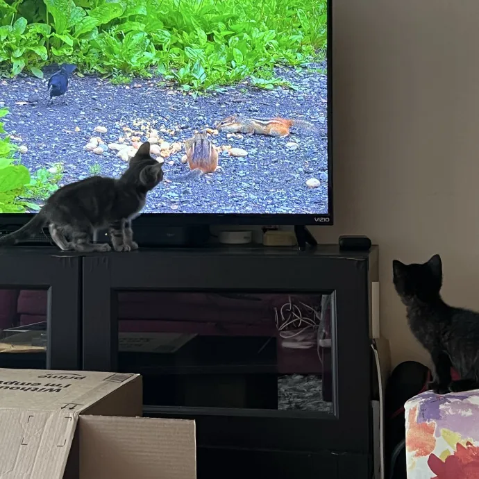 Caring For Cats Uptown While You're Out Of Town