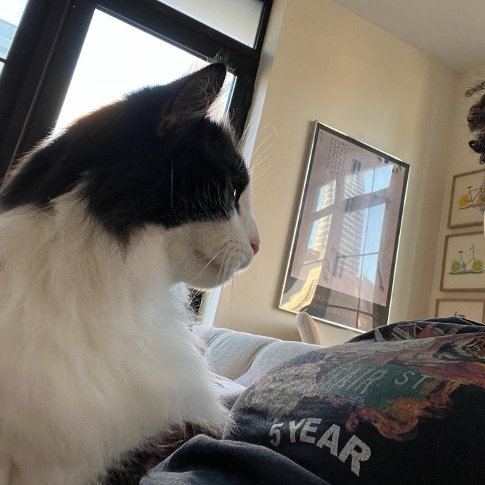 Caring For Cats Uptown While You're Out Of Town