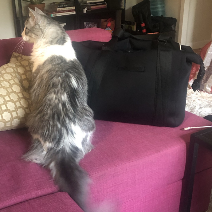Caring For Cats Uptown While You're Out Of Town
