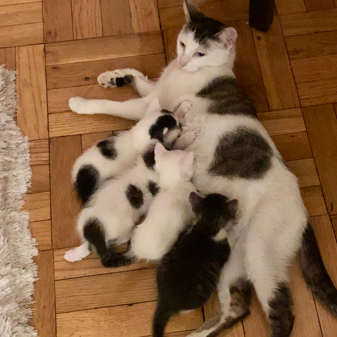 Caring For Cats Uptown While You're Out Of Town