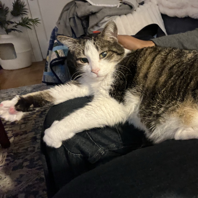 Caring For Cats Uptown While You're Out Of Town