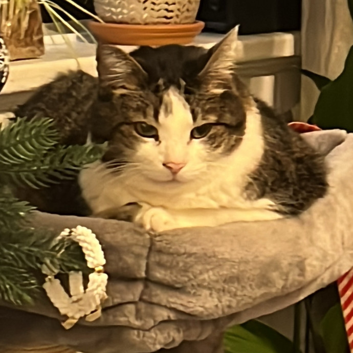 Caring For Cats Uptown While You're Out Of Town
