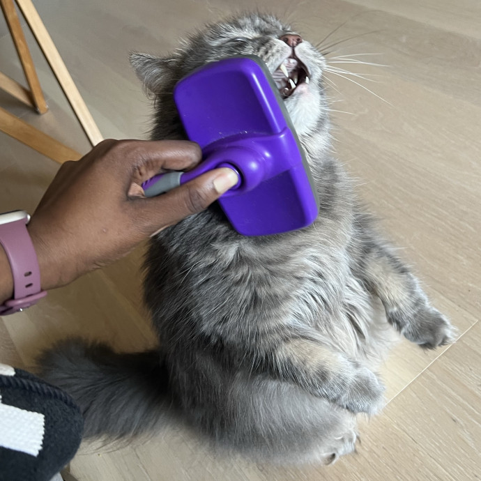 Caring For Cats Uptown While You're Out Of Town