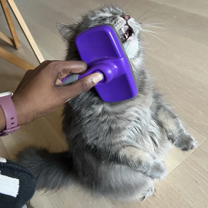 Caring For Cats Uptown While You're Out Of Town
