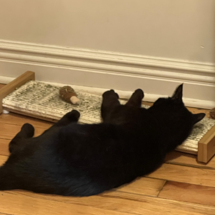 Caring For Cats Uptown While You're Out Of Town