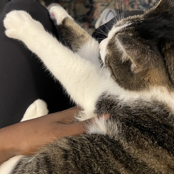 Caring For Cats Uptown While You're Out Of Town