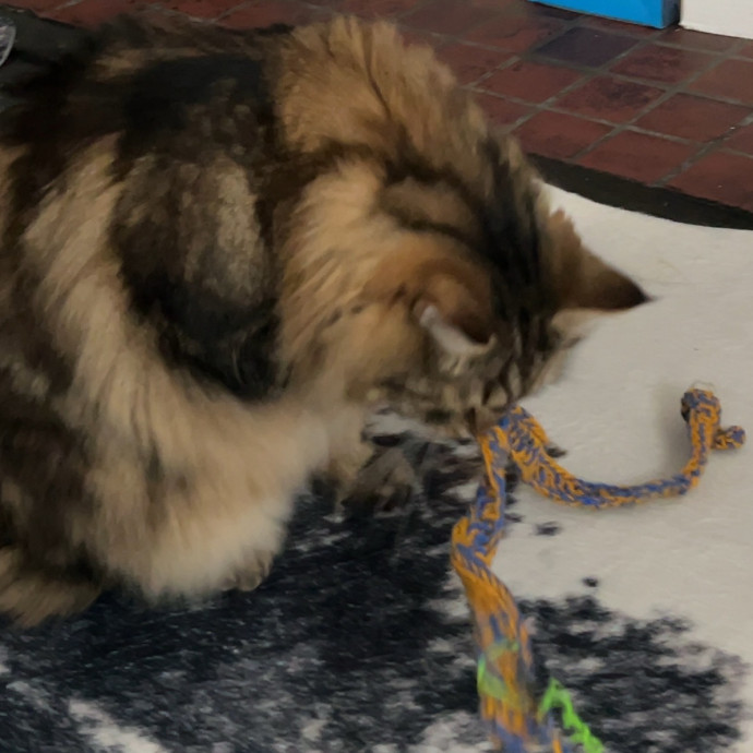 Caring For Cats Uptown While You're Out Of Town photo 3