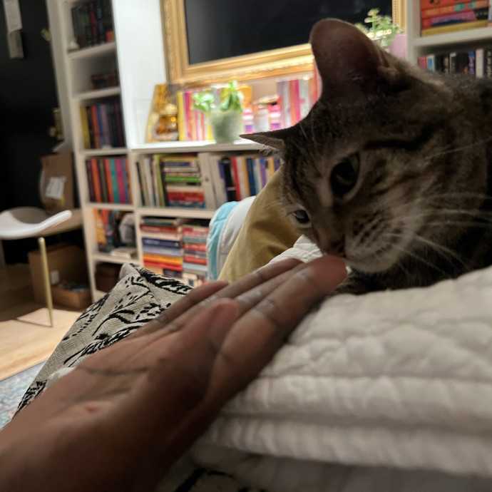 Caring For Cats Uptown While You're Out Of Town photo 2