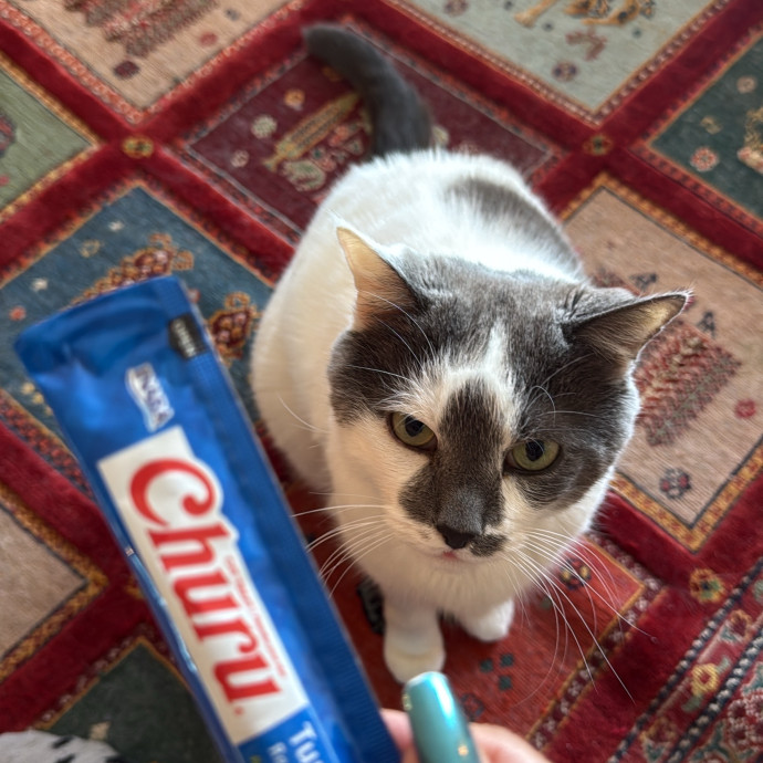 Your Cat's New Favorite Human
