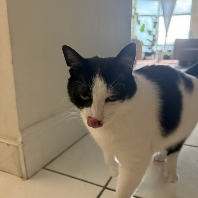 Your Cat's New Favorite Human