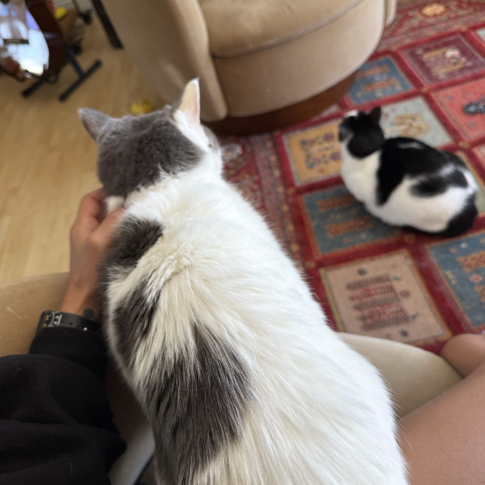 Your Cat's New Favorite Human