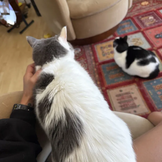 Your Cat's New Favorite Human