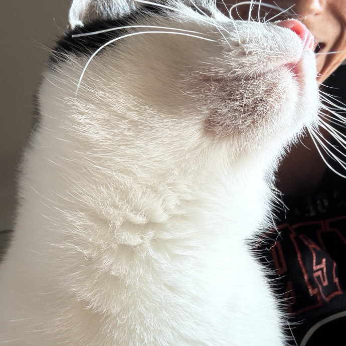Your Cat's New Favorite Human