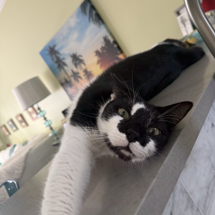 Your Cat's New Favorite Human