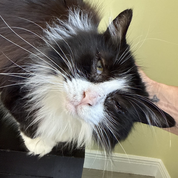 Your Cat's New Favorite Human