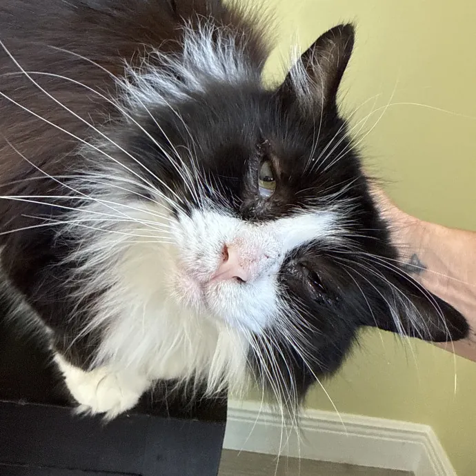 Your Cat's New Favorite Human