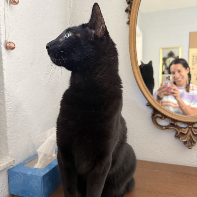 Your Cat's New Favorite Human