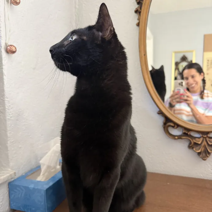 Your Cat's New Favorite Human