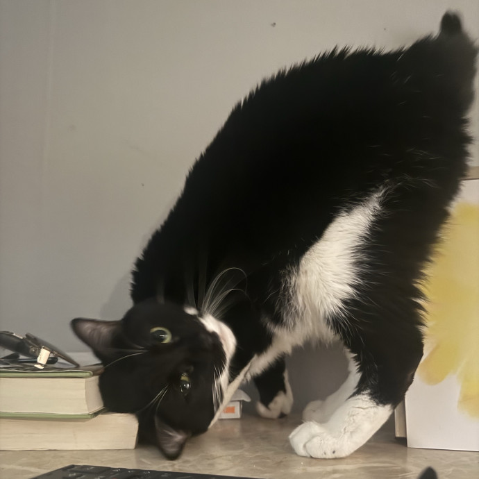 Your Cat's New Favorite Human