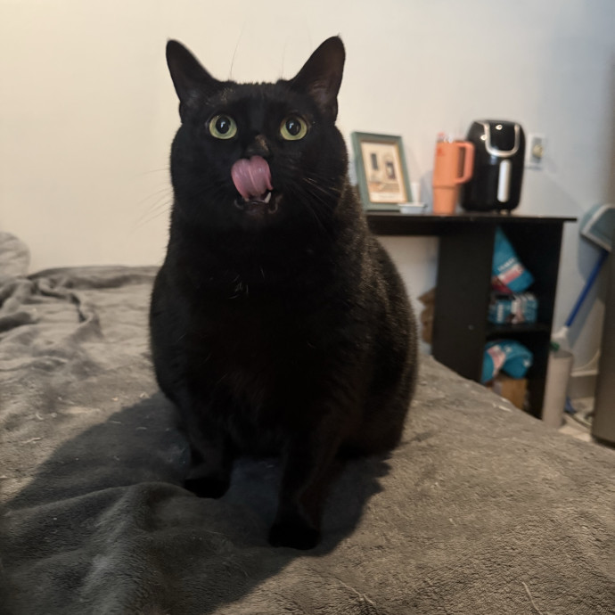 Your Cat's New Favorite Human