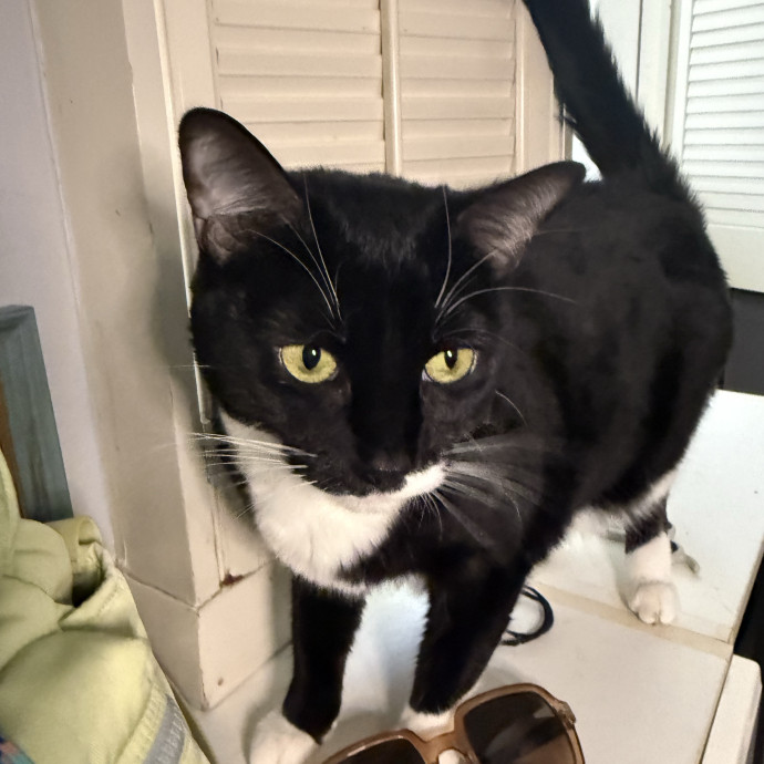 Your Cat's New Favorite Human