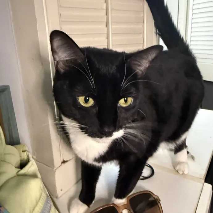 Your Cat's New Favorite Human