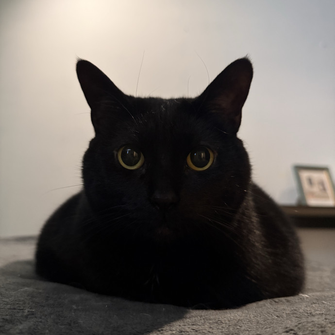 Your Cat's New Favorite Human