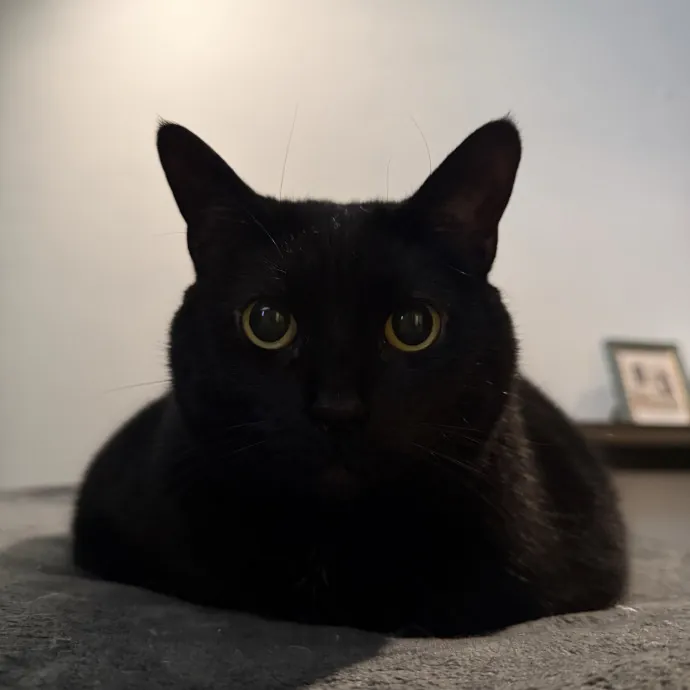 Your Cat's New Favorite Human