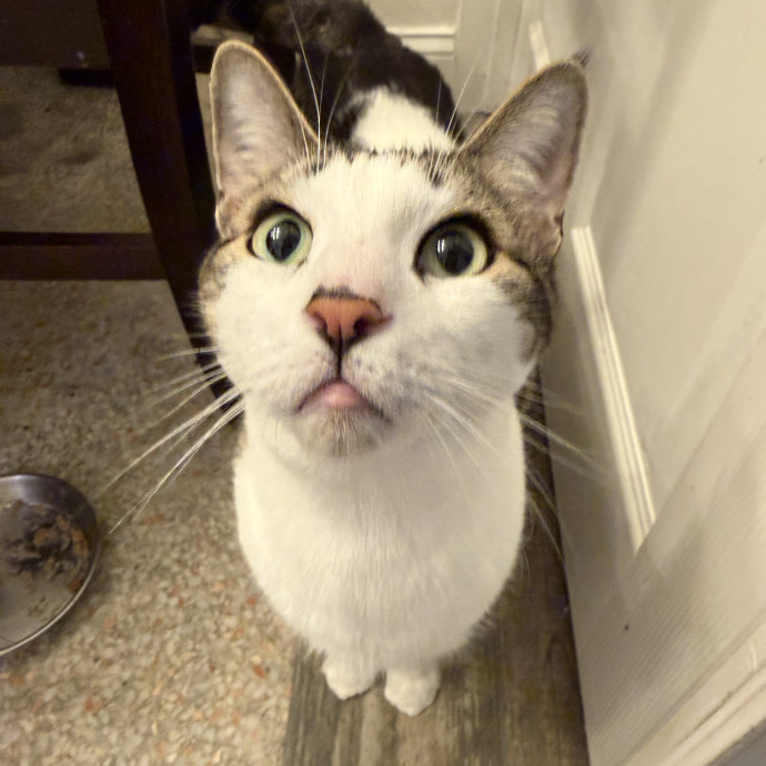 Your Cat's New Favorite Human