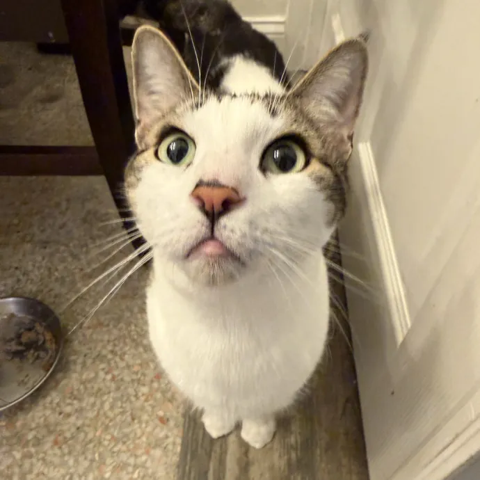 Your Cat's New Favorite Human