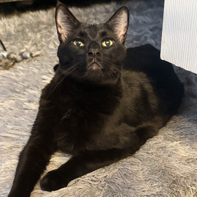 Your Cat's New Favorite Human