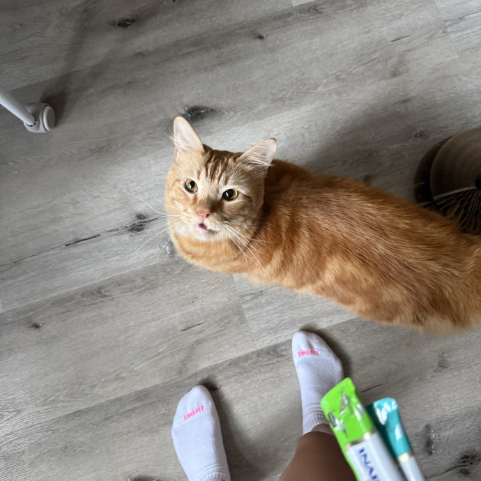 Your Cat's New Favorite Human