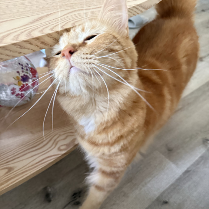 Your Cat's New Favorite Human