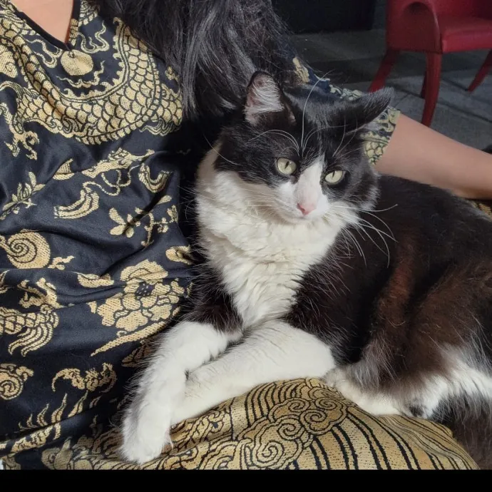 Calm Loving Cat Care