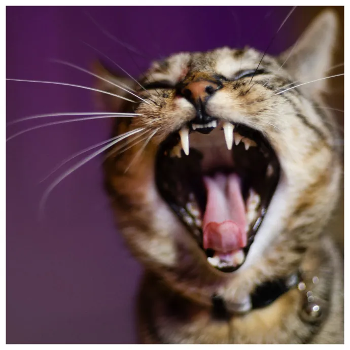 Jeanna Mae's Day Of Cuddles photo 2