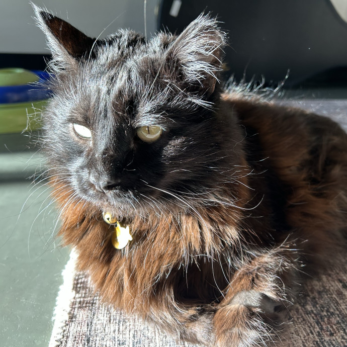 Silver Lake Cat Sitting
