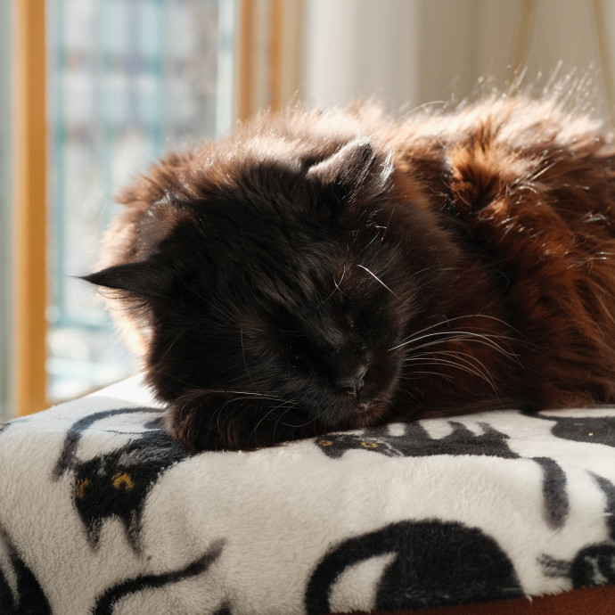 Silver Lake Cat Sitting photo 3