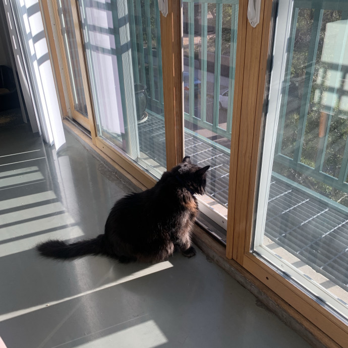 Silver Lake Cat Sitting photo 2