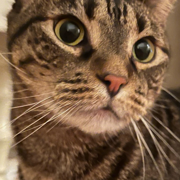 Julie Martin-Loving Reliable Cat Care