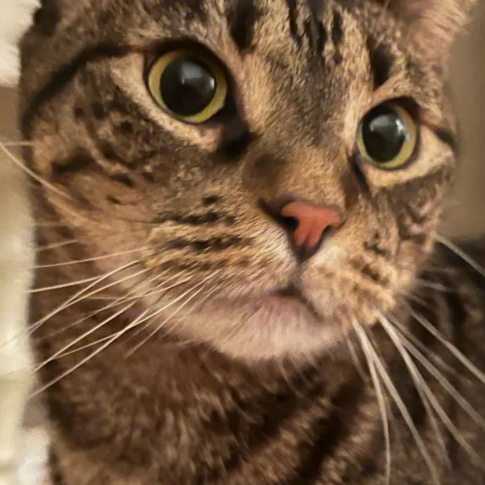 Julie Martin-Loving  Reliable Cat Care photo 4