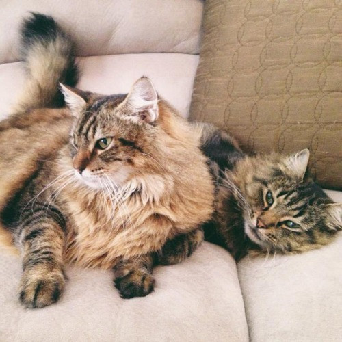 Amy The Cat Lady In Manhattan Beach