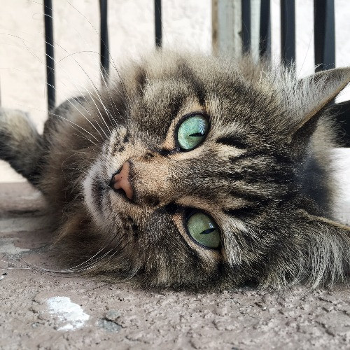 Amy The Cat Lady In Manhattan Beach