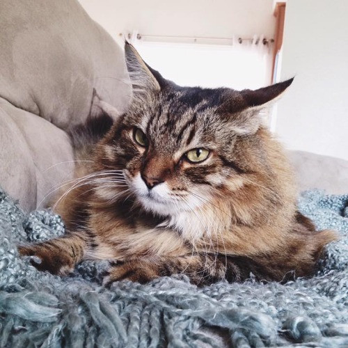 Amy The Cat Lady In Manhattan Beach